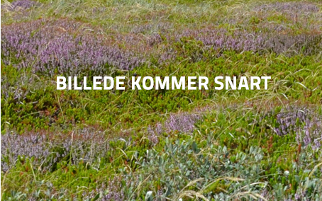 økologisk æble fra økogården baksminde