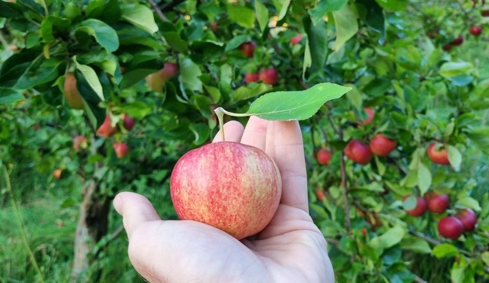 økologisk æble fra økogården baksminde