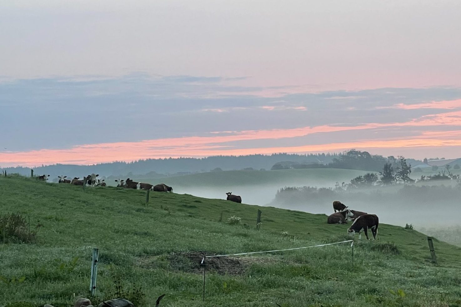 køer på engen i morgenlys og tåge