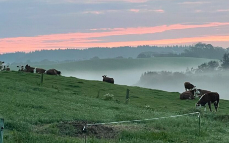 køer på engen i morgenlys og tåge