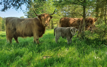 køer på engen i morgenlys og tåge