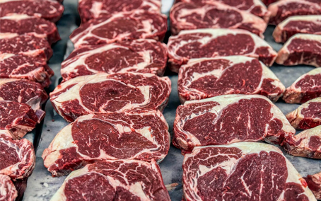 køer på engen i morgenlys og tåge