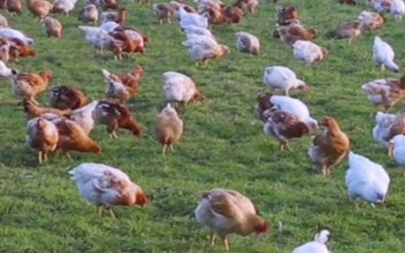 køer på engen i morgenlys og tåge